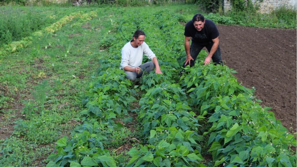 Une maraîchère près de Niort fier de récolter ses haricots verts pour les clients.