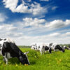Vaches en plein pâturage, broutant de l'herbe, illustrant une agriculture durable