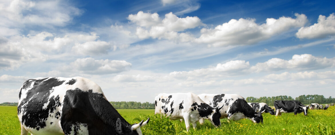 Vaches en plein pâturage, broutant de l'herbe, illustrant une agriculture durable