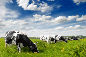Vaches en plein pâturage, broutant de l'herbe, illustrant une agriculture durable