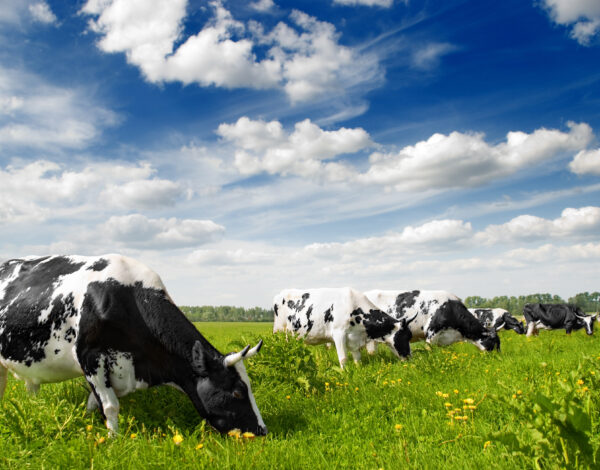 Vaches en plein pâturage, broutant de l'herbe, illustrant une agriculture durable