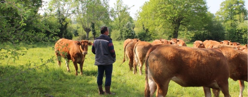 Producteur de Bœuf à Moncoutant en train de vérifier son troupeau de vache limousine 